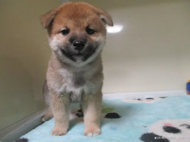 柴犬(標準サイズ)【岡山県・男の子・2020年9月7日・赤】の写真1「10/２２撮影」