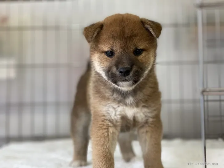 柴犬(標準サイズ)【岡山県・女の子・2021年4月18日・赤】の写真1「6月5日撮影」