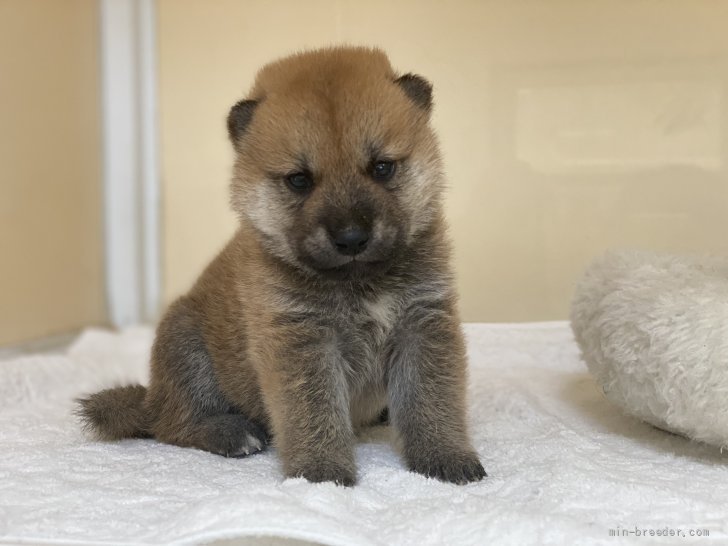 柴犬 岡山県 男の子 21年7月1日 赤 可愛いお顔の柴犬くん 両親遺伝子検査クリア みんなのブリーダー 子犬id 2107