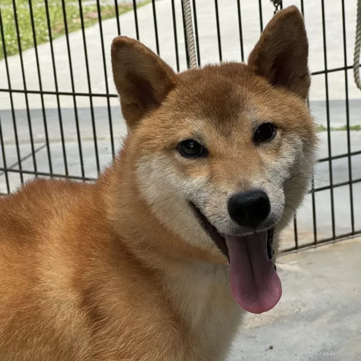 柴犬(標準サイズ)【岡山県・男の子・2023年3月19日・赤】の写真1