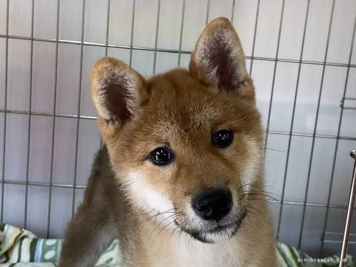 柴犬(標準サイズ)【岡山県・女の子・2022年1月8日・赤】の写真1「5月3日撮影」