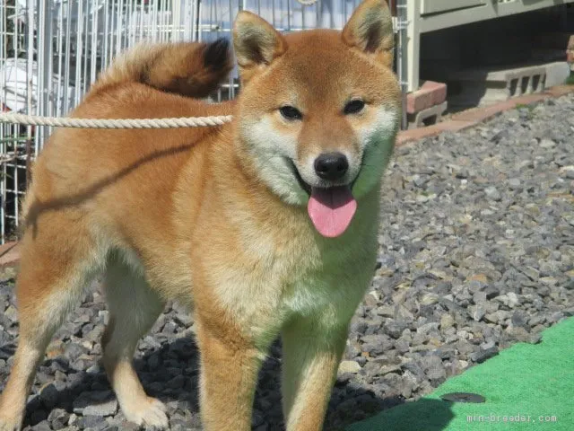 柴犬(標準サイズ)【岡山県・男の子・2019年3月5日・赤】の写真1「R2年3月6撮影」