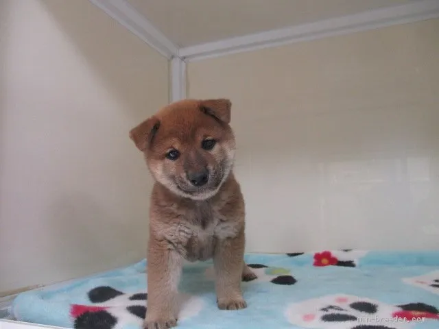 柴犬(標準サイズ)【岡山県・男の子・2020年2月24日・赤】の写真1「４月10日撮影」