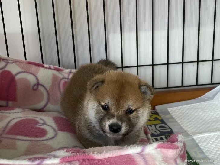 柴犬(標準サイズ)【岡山県・男の子・2021年12月1日・赤】の写真1「1月4日撮影」