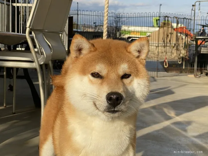 柴犬(標準サイズ)【岡山県・男の子・2020年11月8日・赤】の写真1「1月9日撮影」