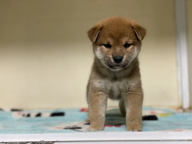 柴犬(標準サイズ)【岡山県・男の子・2020年4月5日・赤】の写真1「5月18日撮影」