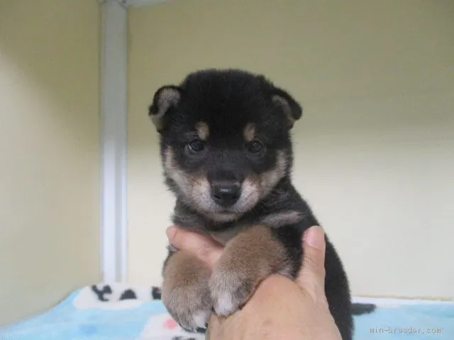 柴犬(標準サイズ)【岡山県・男の子・2020年5月14日・黒】の写真1「6月18日撮影」