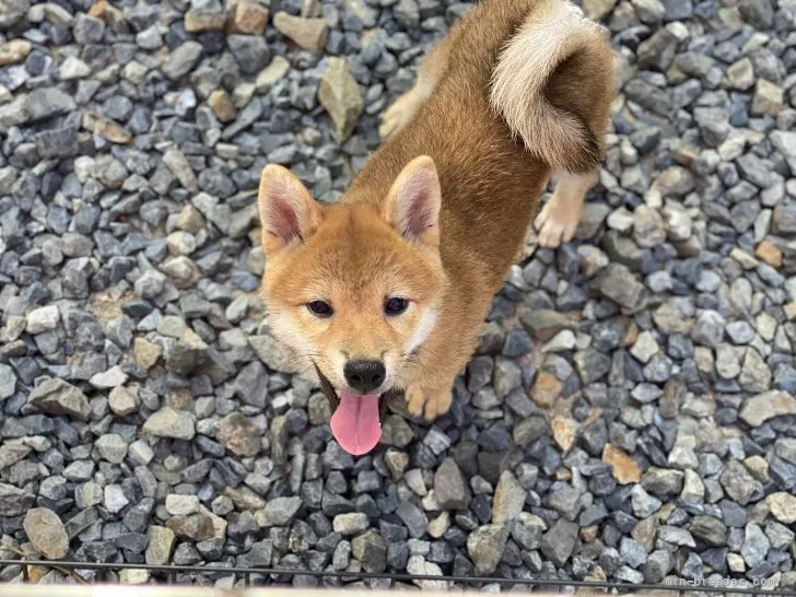 柴犬(標準サイズ)【岡山県・女の子・2021年7月1日・赤】の写真1「9月25日撮影」