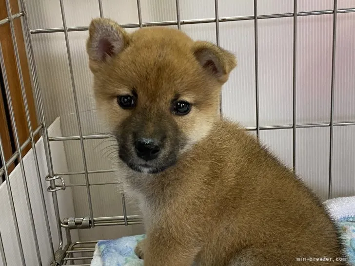 柴犬(標準サイズ)【岡山県・女の子・2021年9月15日・赤】の写真1「11月4日撮影」