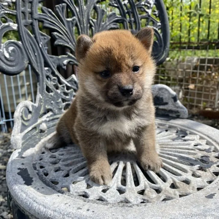 柴犬(標準サイズ)【岡山県・女の子・2023年3月12日・赤】の写真1「4月16日撮影」