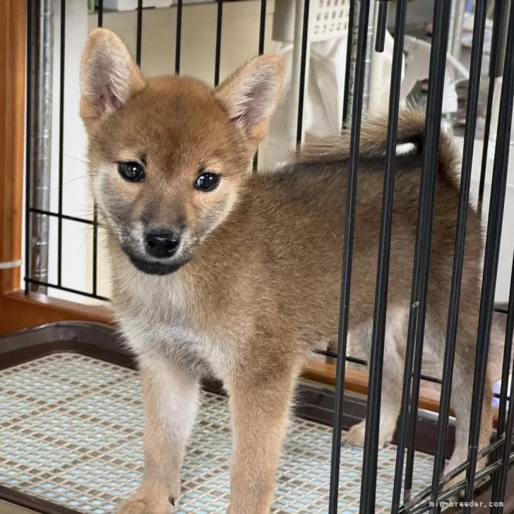 柴犬(標準サイズ)【岡山県・女の子・2024年8月18日・赤】の写真1