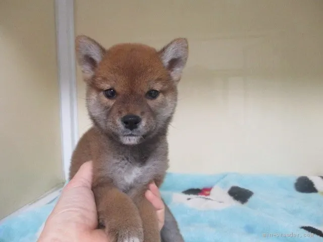 柴犬(標準サイズ)【岡山県・男の子・2020年10月15日・赤】の写真1「12月15日撮影」