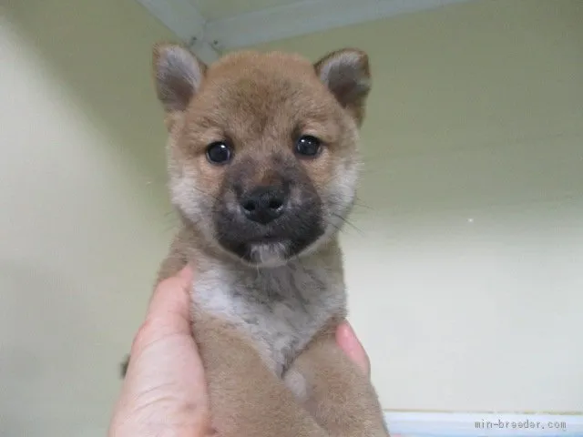 柴犬(標準サイズ)【岡山県・男の子・2020年5月15日・赤】の写真1「6月2３日撮影」