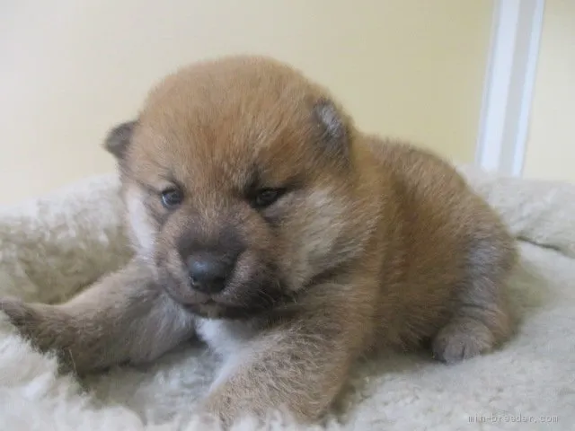 柴犬(標準サイズ)【岡山県・男の子・2021年4月17日・赤】の写真1「５月９日撮影」