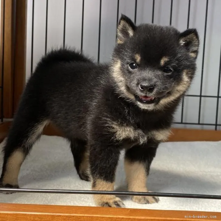 柴犬(標準サイズ)【岡山県・女の子・2022年6月12日・黒】の写真1「8月12日撮影」