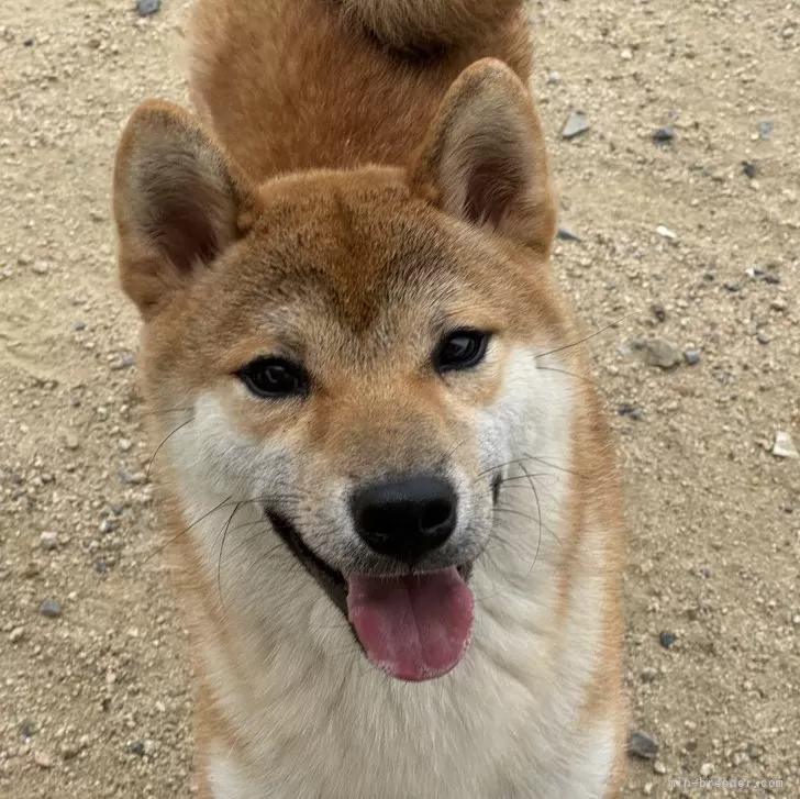 柴犬(標準サイズ)【岡山県・男の子・2023年10月21日・赤】の写真1