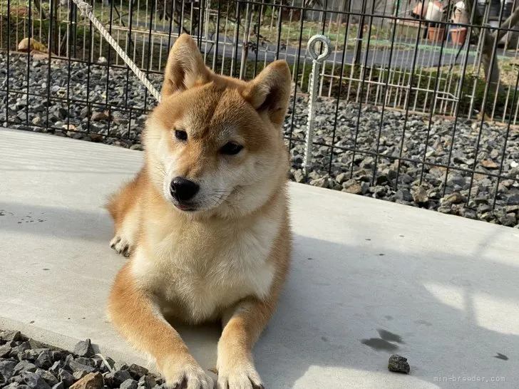 柴犬(標準サイズ)【岡山県・男の子・2021年5月21日・赤】の写真1「12月6日撮影」