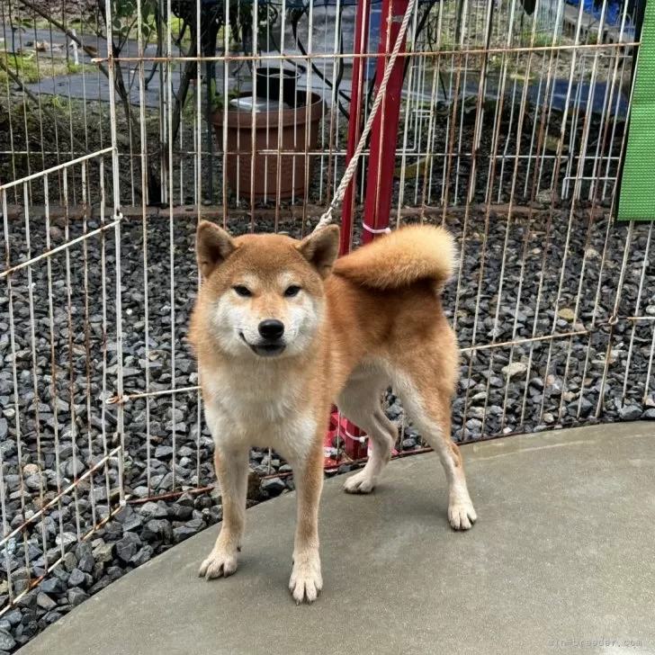 J.O 様のお迎えした子犬