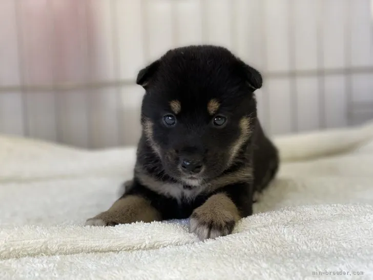 柴犬(標準サイズ)【岡山県・女の子・2021年7月8日・黒】の写真1「8月4日撮影」