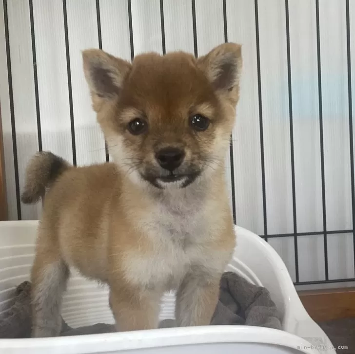 柴犬(標準サイズ)【岡山県・女の子・2024年1月22日・赤】の写真1