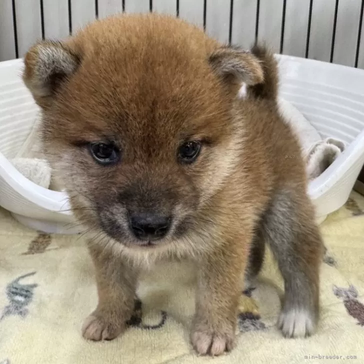 柴犬(標準サイズ)【岡山県・女の子・2024年9月17日・赤】の写真1