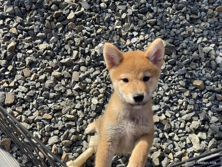 柴犬(標準サイズ)【岡山県・男の子・2021年8月6日・赤】の写真1「10月30日撮影」