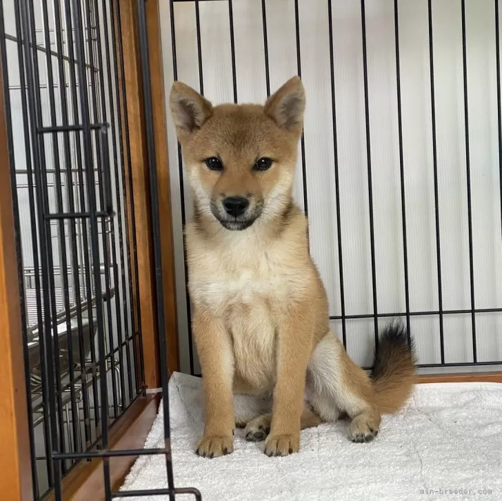 柴犬(標準サイズ)【岡山県・女の子・2023年7月28日・赤】の写真1「R５年12月23日撮影」