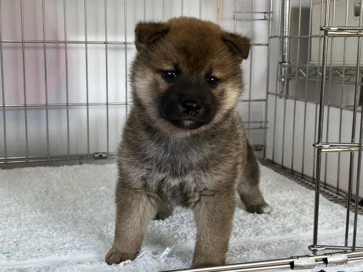 柴犬(標準サイズ)【岡山県・女の子・2021年12月24日・赤】の写真1「1月29日撮影」