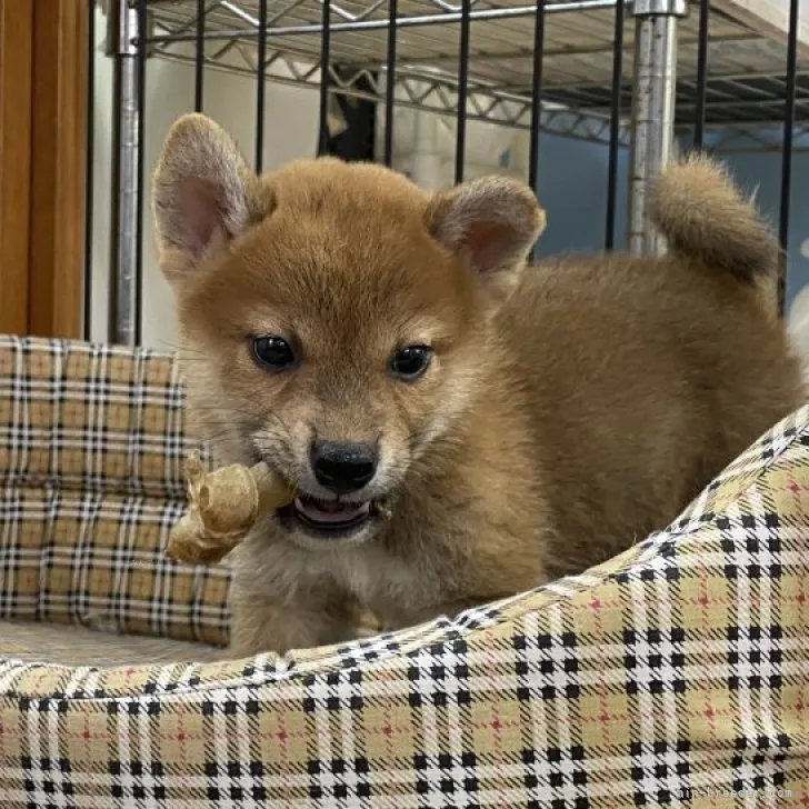 柴犬(標準サイズ)【岡山県・男の子・2023年7月22日・赤】の写真1「R5年9月6日撮影」