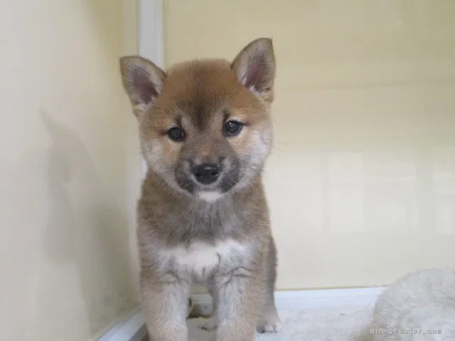 柴犬(標準サイズ)【岡山県・女の子・2021年1月5日・赤】の写真1「2月２５日撮影」