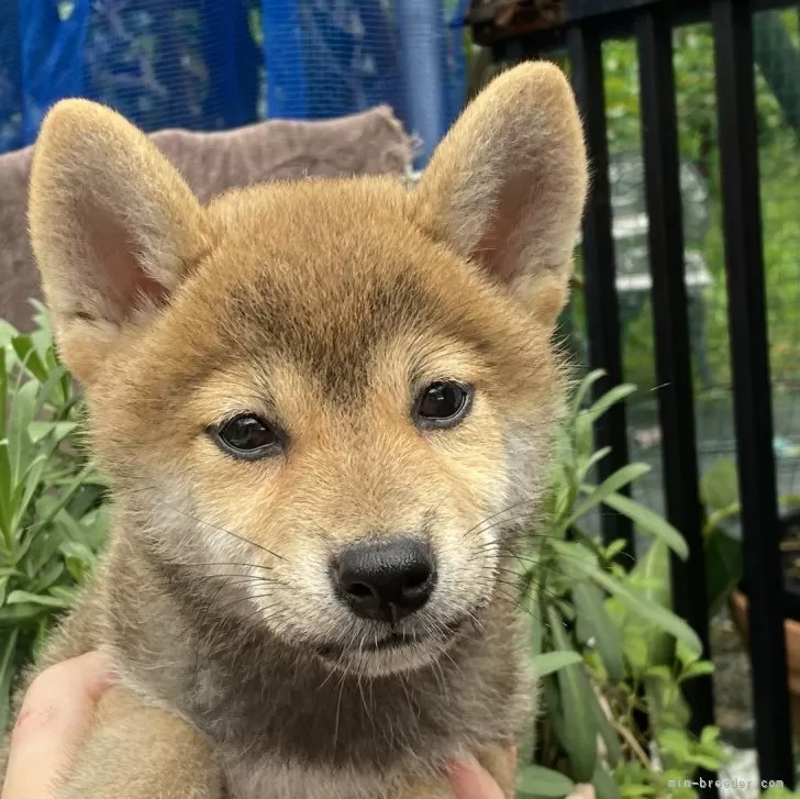 柴犬(標準サイズ)【岡山県・女の子・2024年5月6日・赤】の写真1