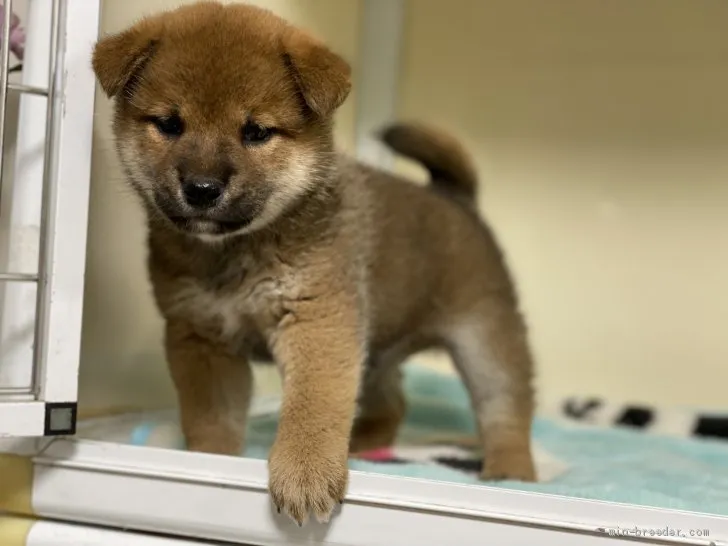 柴犬(標準サイズ)【岡山県・男の子・2020年4月5日・赤】の写真1「5月18日撮影」