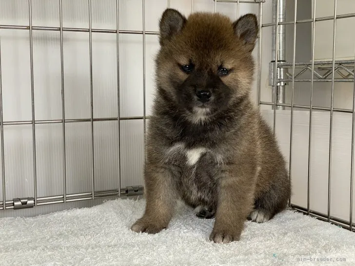 柴犬(標準サイズ)【岡山県・男の子・2021年12月24日・赤】の写真1「1月29日撮影」