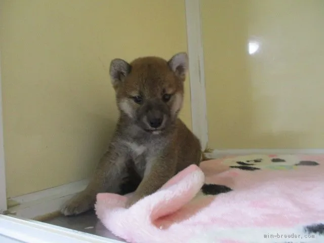 柴犬(標準サイズ)【岡山県・女の子・2020年9月22日・赤】の写真1「1１/１０撮影」