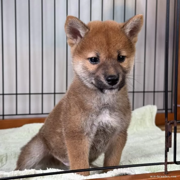 柴犬(標準サイズ)【岡山県・男の子・2024年9月11日・赤】の写真1