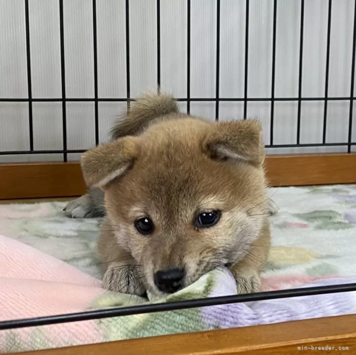 柴犬(標準サイズ)【岡山県・女の子・2023年12月12日・赤】の写真1「2月8日撮影」