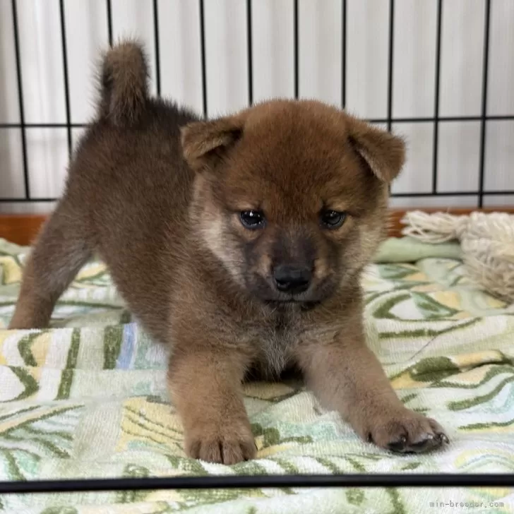 柴犬(標準サイズ)【岡山県・男の子・2024年8月18日・赤】の写真1