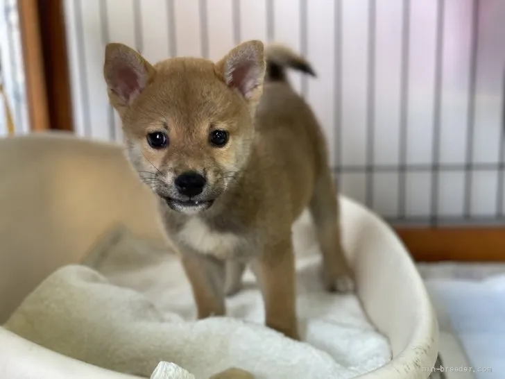 柴犬(標準サイズ)【岡山県・男の子・2021年7月7日・赤】の写真1「9月4日撮影」