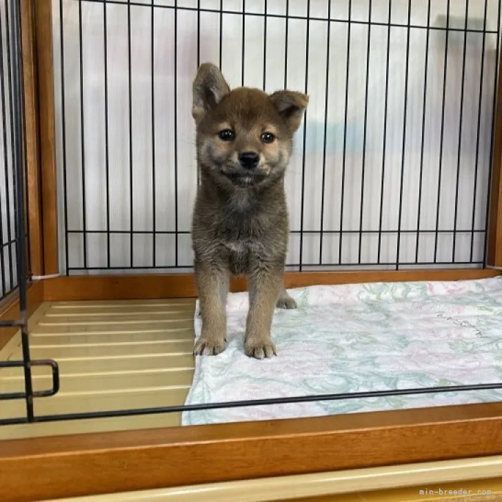 柴犬(標準サイズ)【岡山県・女の子・2023年9月28日・赤】の写真1「11月30日撮影」