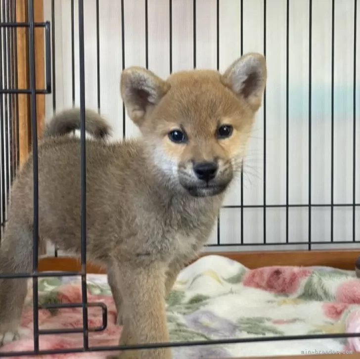 柴犬(標準サイズ)【岡山県・男の子・2023年10月5日・赤】の写真1「12月10日撮影」