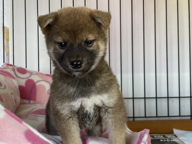 柴犬(標準サイズ)【岡山県・男の子・2021年11月11日・赤】の写真1「12月24日撮影」