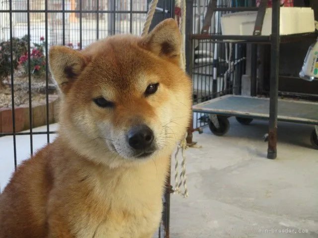 柴犬(標準サイズ)【岡山県・男の子・2019年9月2日・赤】の写真1「3月11日撮影」