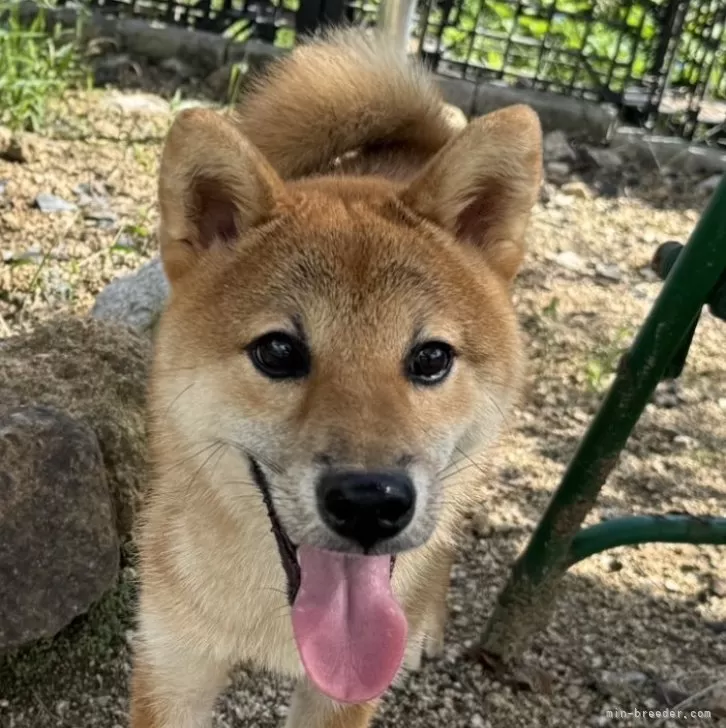 柴犬(標準サイズ)【岡山県・男の子・2023年12月28日・赤】の写真1