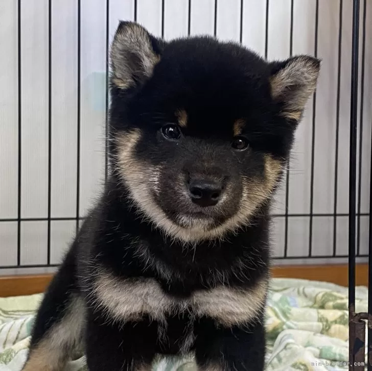 柴犬(標準サイズ)【岡山県・男の子・2024年1月1日・黒】の写真1