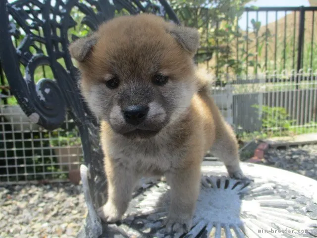 柴犬(標準サイズ)【岡山県・女の子・2021年4月24日・赤】の写真1「５月３０日撮影」