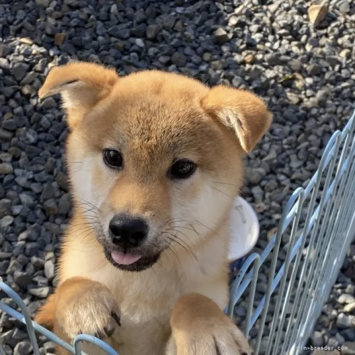 柴犬(標準サイズ)【岡山県・男の子・2022年8月25日・赤】の写真1「2月14日撮影」