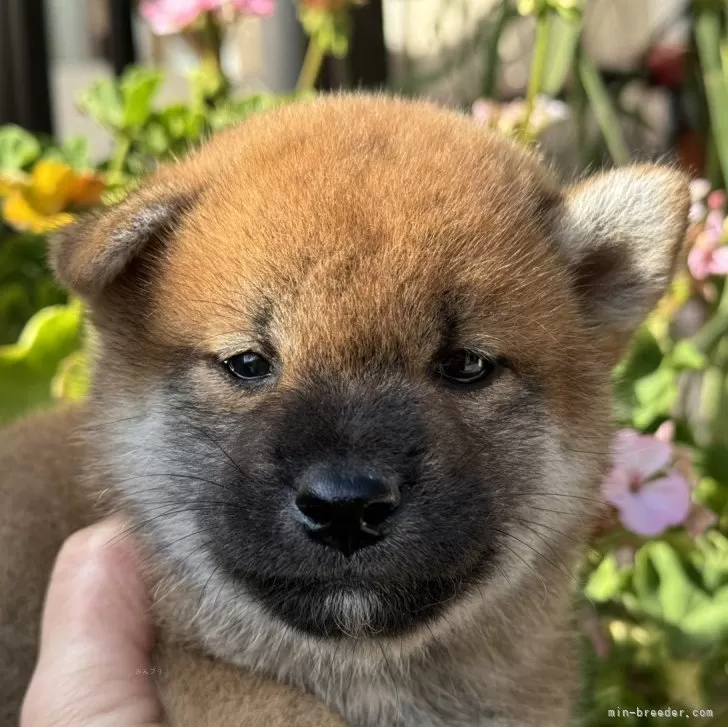 柴犬(標準サイズ)【岡山県・男の子・2024年9月5日・赤】の写真1