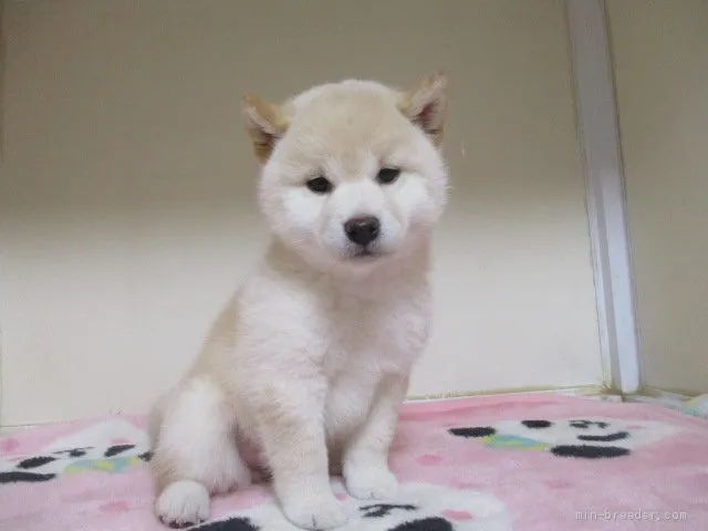 柴犬(標準サイズ)【岡山県・女の子・2020年2月13日・淡赤】の写真1