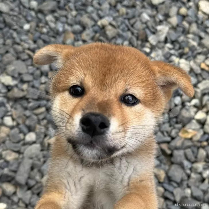 柴犬(標準サイズ)【岡山県・男の子・2024年8月28日・赤】の写真1「体重2.1kg R6年10月21日測定」