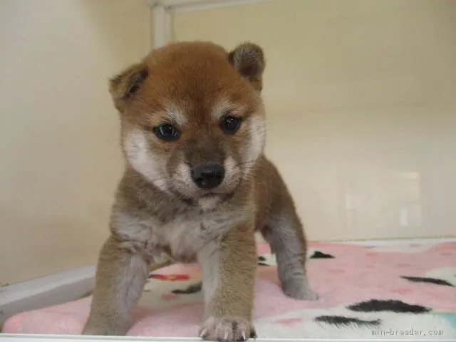 柴犬(標準サイズ)【岡山県・女の子・2020年2月1日・赤】の写真1「3月10日撮影」